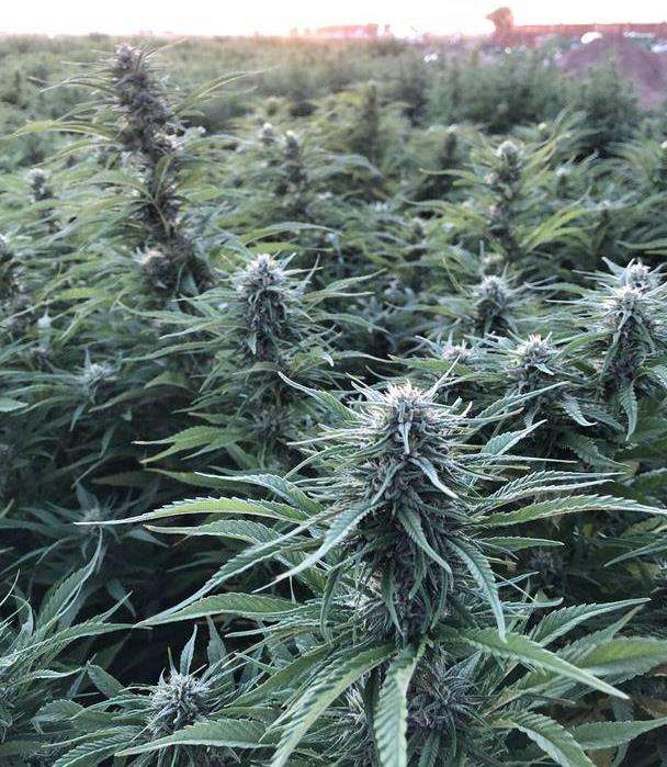 Industrial marijuana farmers in New York state can give priority to cultivating recreational marijuana