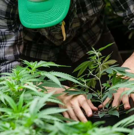 Industrial marijuana farmers are eligible for a new $6billion disaster relief fund from the United States Department of Agriculture