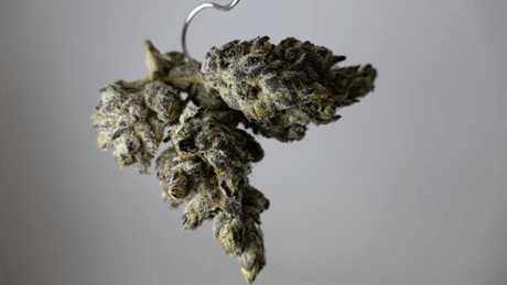 drying cannabis.png