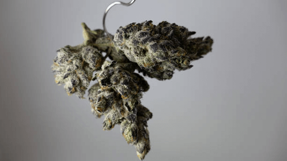 drying cannabis.png