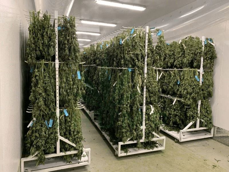 Mobile Vertical Cannabis Drying Racks