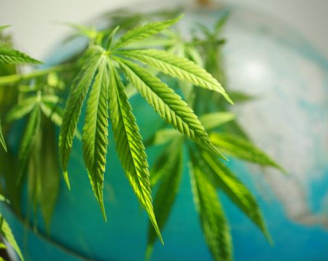 Preparation stage for Germany to start cannabis legislation