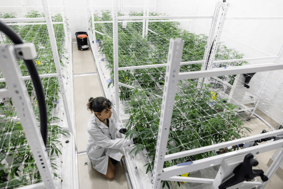 vertical cannabis grow.png