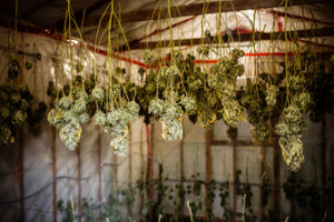 cannabis drying rack.jpg