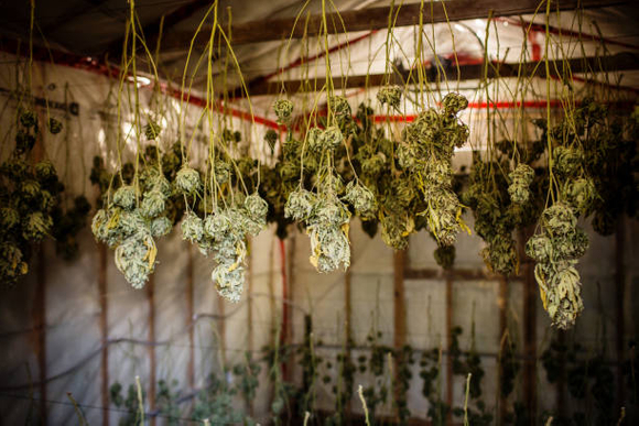 cannabis drying rack.jpg