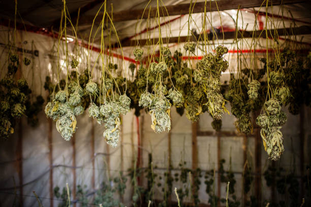 What Drying Rack Do Commercial Growers Use for Cannabis?
