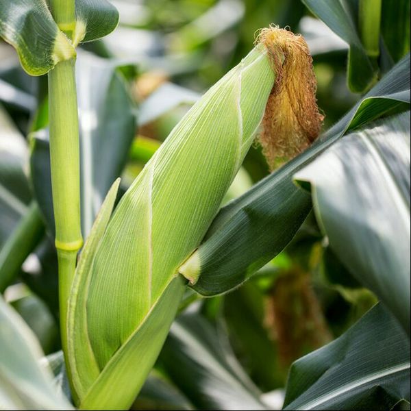 APHIS deregulates corn developed by genetic engineering