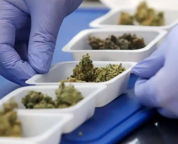 "Harvest season" drives Canada's cannabis stocks to a record 1.4 billion grams
