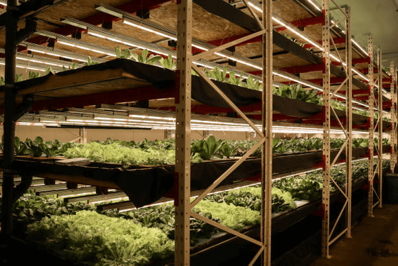 mobile vertical grow rack system.png