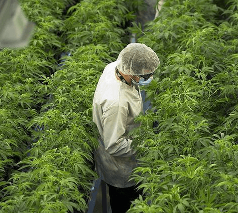 MediPharm Labs acquires Vivo Cannabis in Canadian all-stock deal