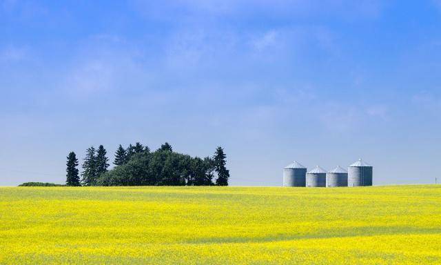 The oil content of Canadian rapeseed is low in 2021