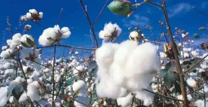 Uzbekistan will produce 3.4 million tons of cotton in 2021