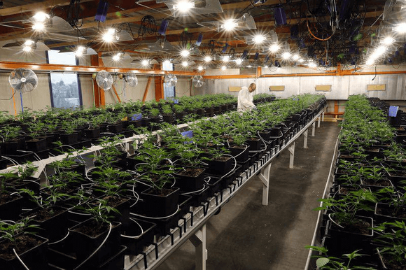 weed grow rack.png