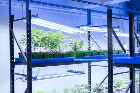 cannabis grow equipment.png