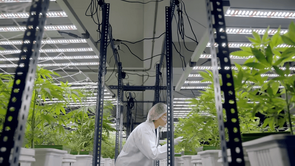 vertical grow rack for cannabis.png