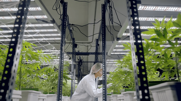 Can Vertical Growing Racks Be Used for Year-Round Cannabis Production?