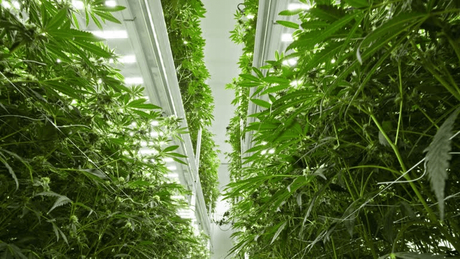 vertical racking system for cannabis.png