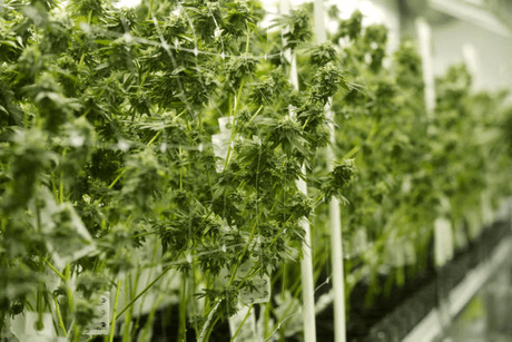 dry rack for cannabis.png