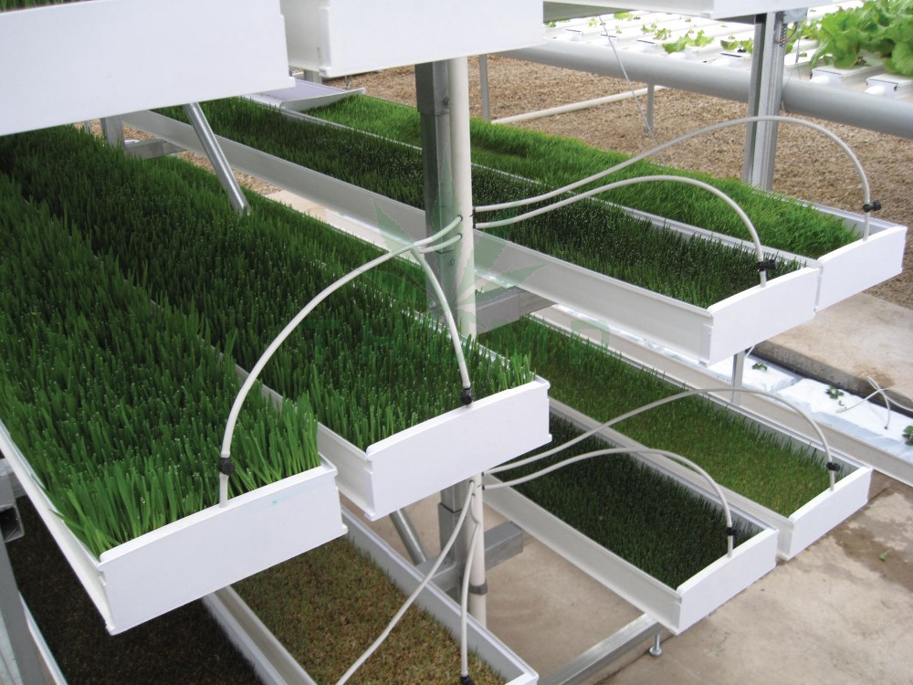 Commercial Growing Barley Fodder Systems for Sale
