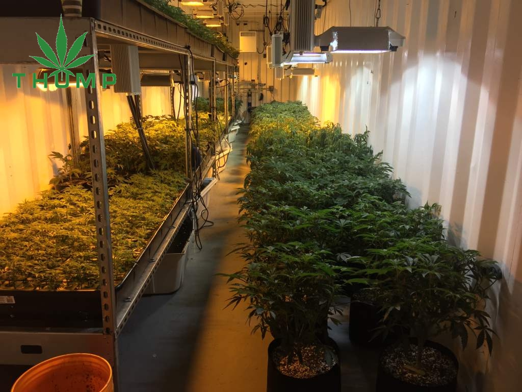 cannabis grow system