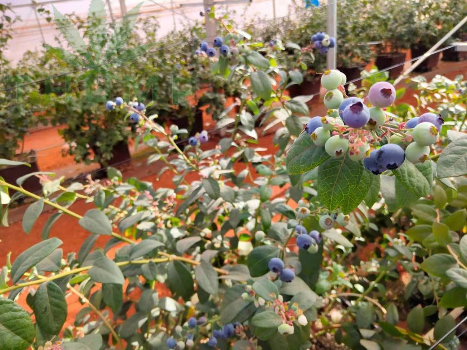 Peruvian blueberry export growth