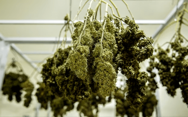 Use Drying Racks to Harvest High-Quality and Potent Cannabis