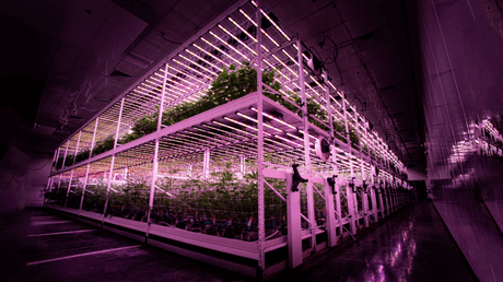 vertical grow racks.png