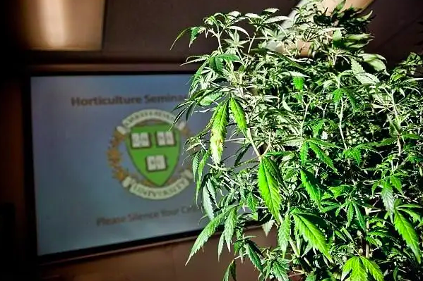 American universities offer marijuana programs as a source of new employees for companies