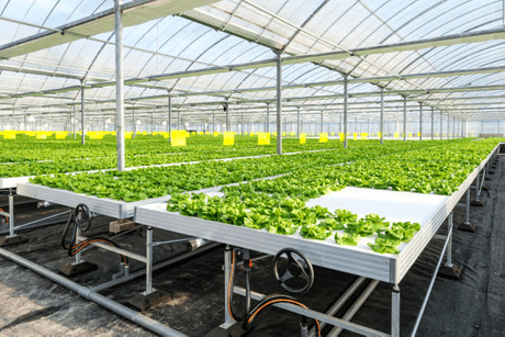 Rolling Greenhouse Tables.png