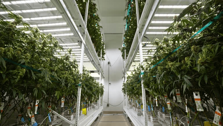 vertical grow system.png