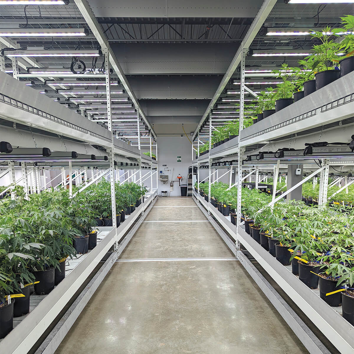 Optimizing Airflow and Light Distribution in Commercial Cannabis Cultivation: The Thump Mobile Grow System Advantage