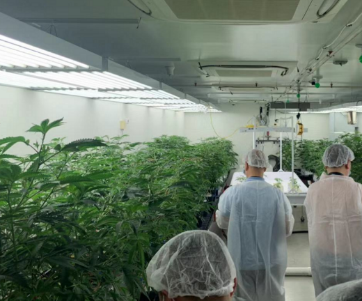 CT Pharma Uses FDA Approval to Provide Marijuana for Yale Research