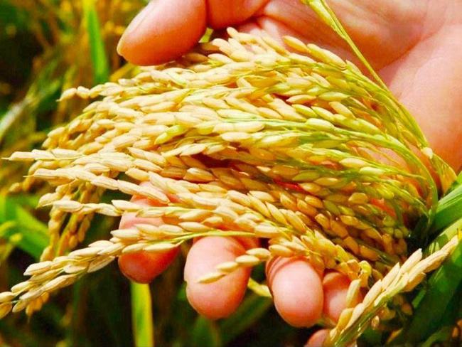 Scientists accurately design rice grain size