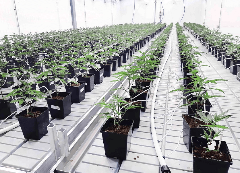 Indoor cannabis grow room design