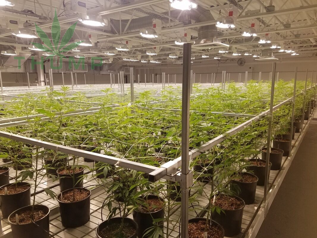 How to increase marijuana production before flowering?