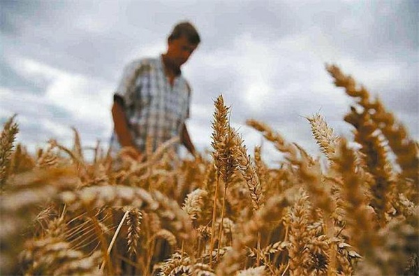 Argentina starts planting genetically modified wheat