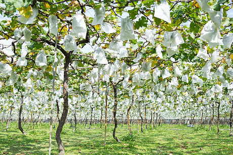 Fruit Protection Paper Bag.png