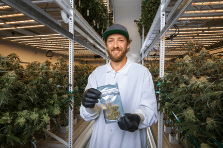 cannabis grow rack.png