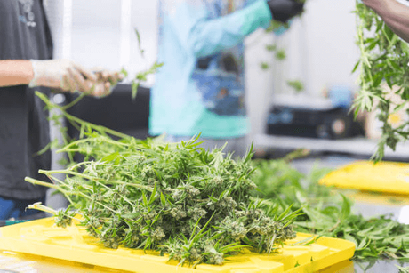 drying rack for weed.png