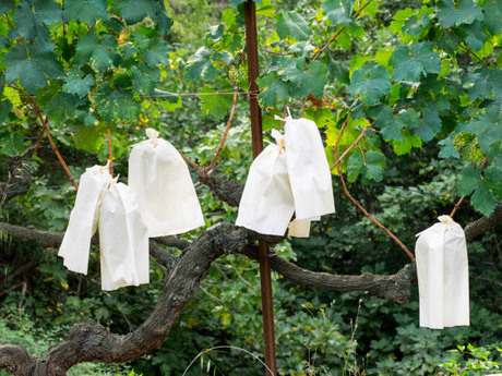 paper fruit protection bag.jpg