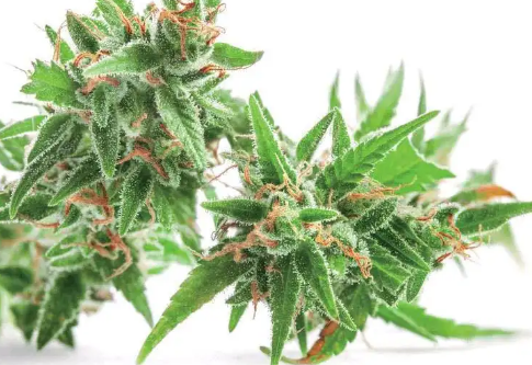 Long-awaited Senate marijuana bill could be introduced next week