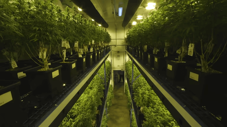 vertical grow rack system.png