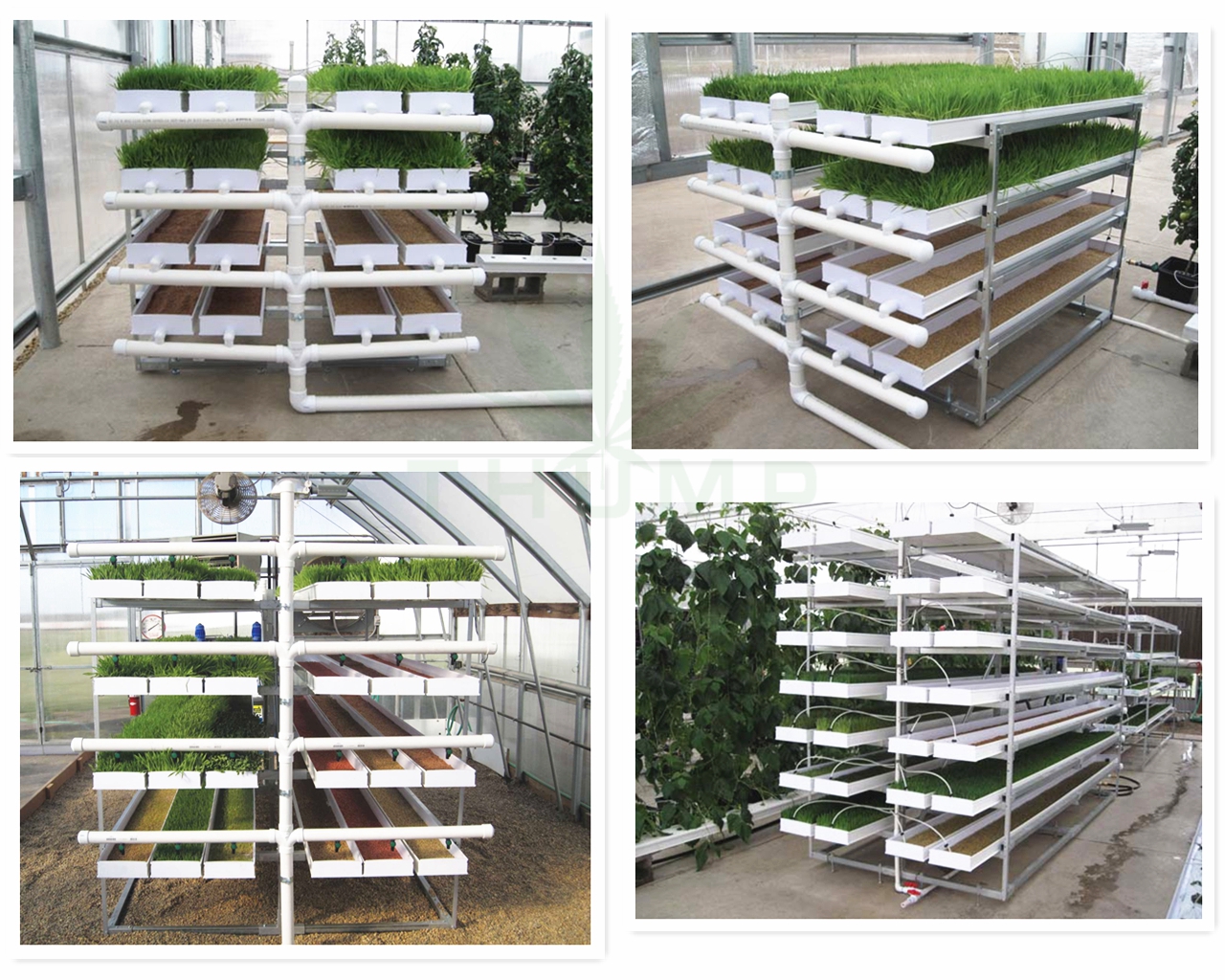 Hydroponic Barley Fodder Container System Growing Systems