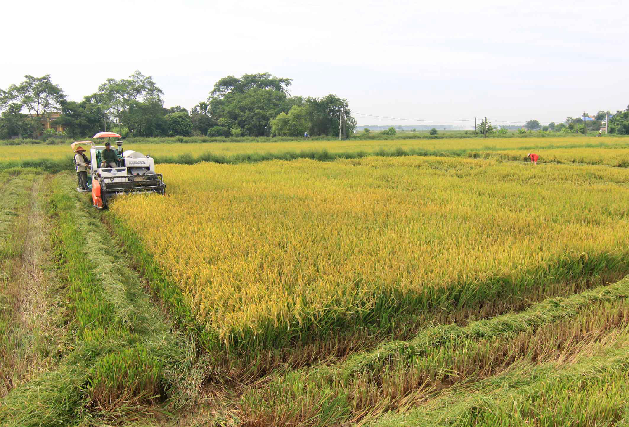 Vietnam's exports of agricultural and forestry products rose