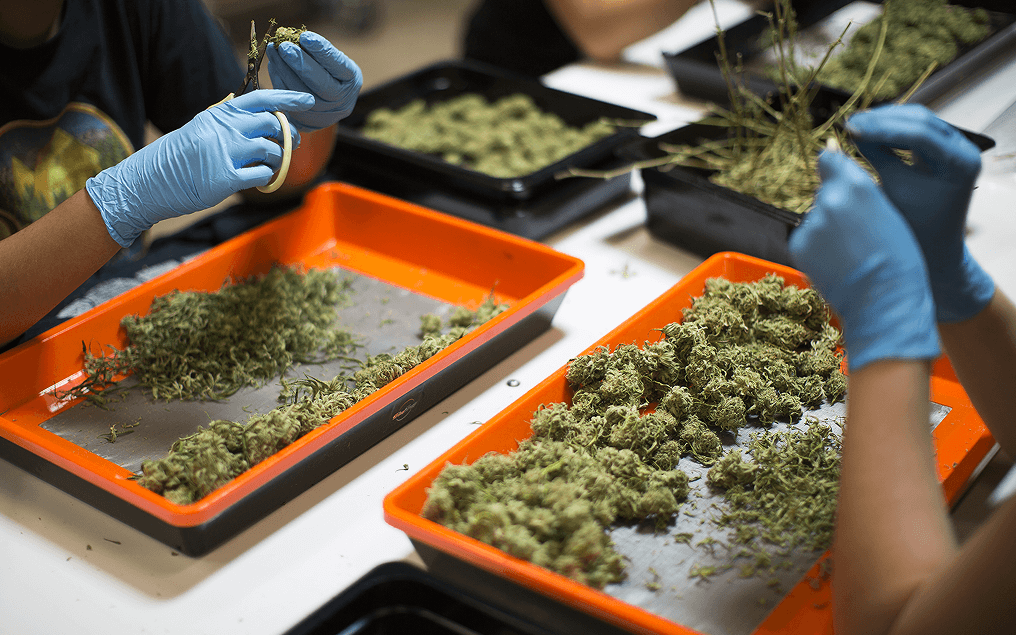 How To Trim Cannabis Plants