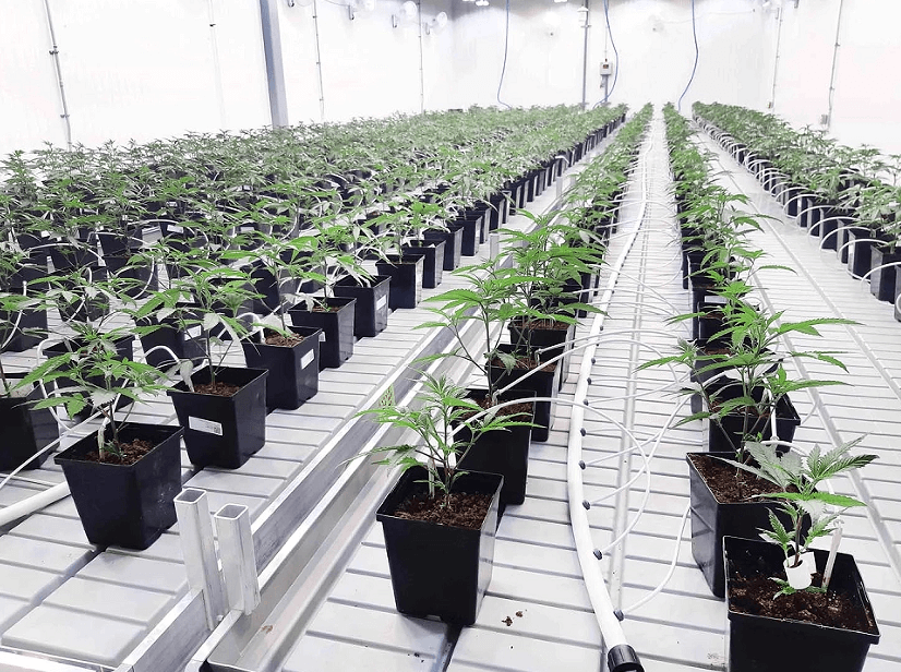 Use Greenhouse Benches & Tables For Cannabis Growing