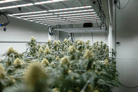 vertical grow rack.png