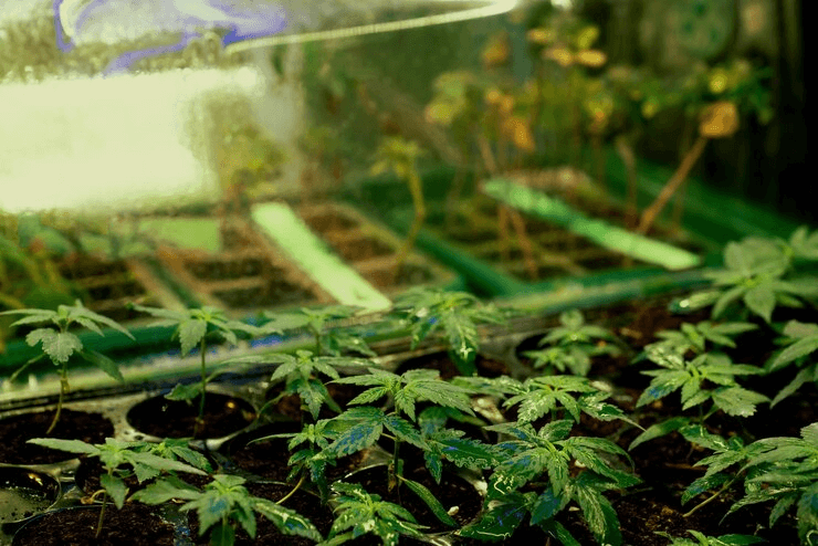 New Techniques and Equipment to Improve Cannabis Yield and Quality?