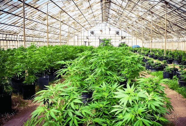 Kentucky makes progress in legalizing medical marijuana