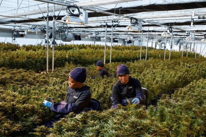 Oregon recalls tens of thousands of marijuana products due to pesticide problems
